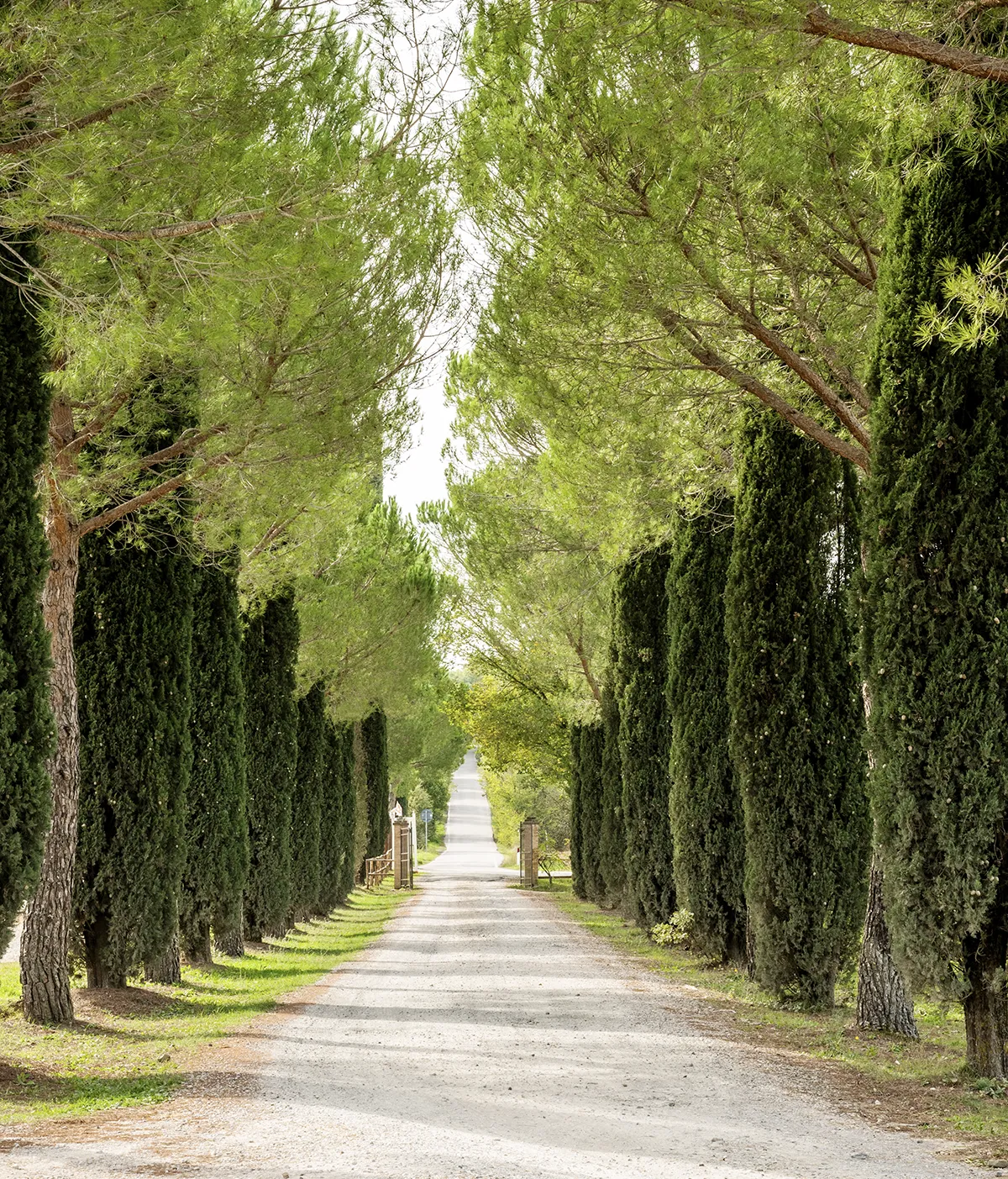 Allee / Zufahrt zum Ferienhaus