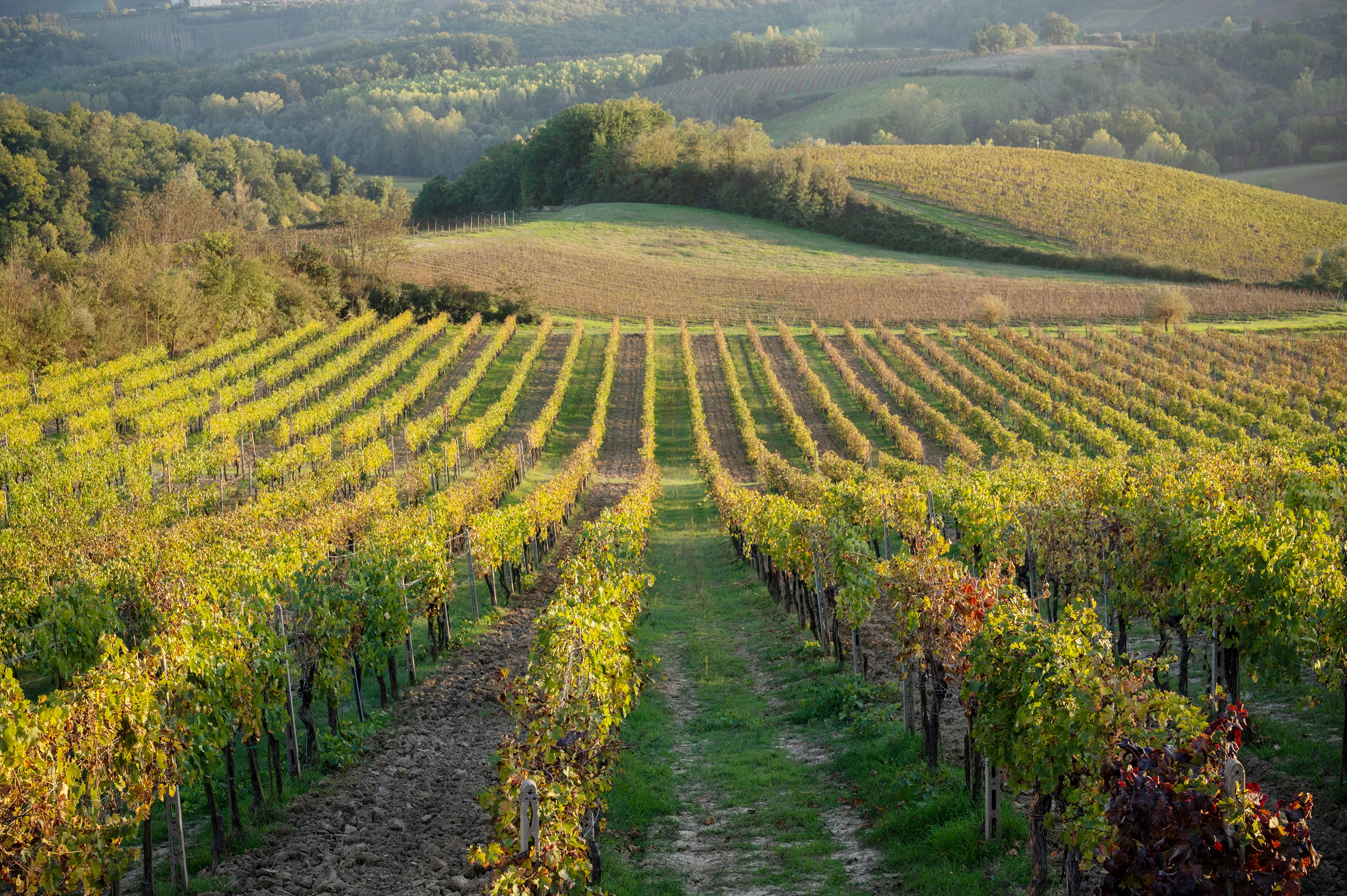 Weinanbau in Italien